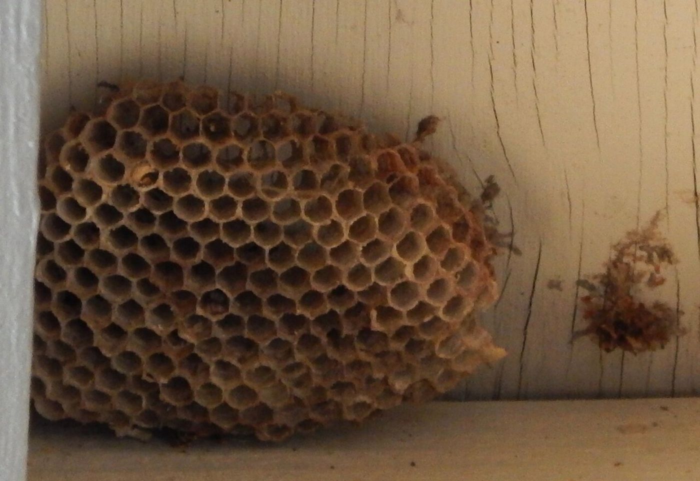 Nid de guêpes de papier abandonné sous un avant-toit
